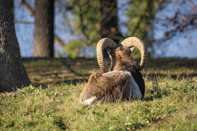 Nahaufnahme eines Ibex in der Natur in den Alpen in Österreich stockfotografie