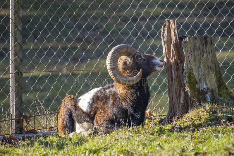 Nahaufnahme eines Ibex in der Natur in den Alpen in Österreich stockbilder
