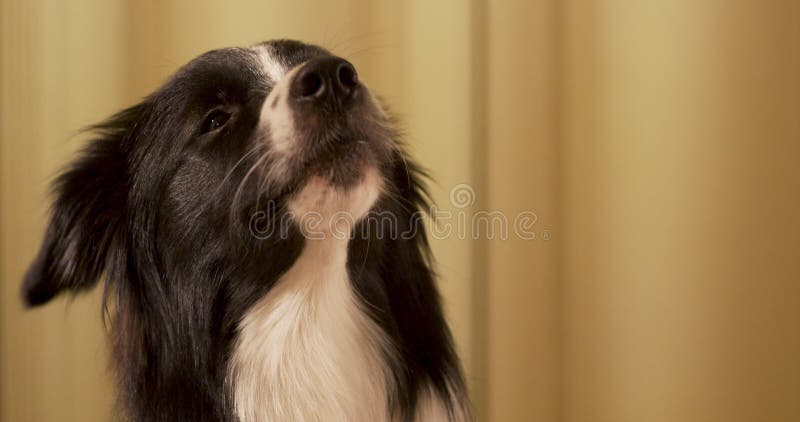 Nahaufnahme eines 15-jährigen Border Collie, der die Kamera ansieht und laut bellt. die Ausbildung reinrassiger Hunde