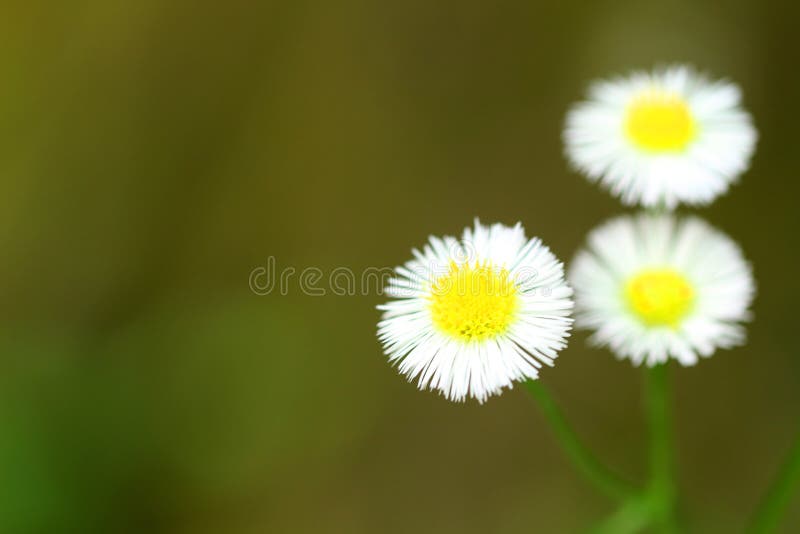 Nahaufnahme eines kleinen wei?en G?nsebl?mchens, tadellos ringsum Blume lizenzfreie stockfotos Nahaufnahme eines kleinen wei?en G?nsebl?mchens, tadellos ringsum Blume lizenzfreie stockfotos