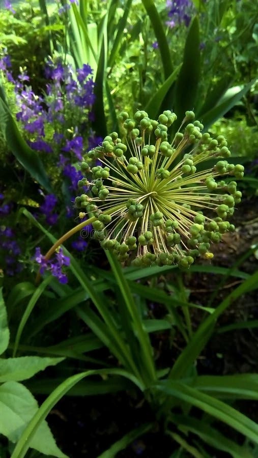 Nahaufnahme eines kugelförmigen Stammes einer verblaßten Blume stockbild Nahaufnahme eines kugelförmigen Stammes einer verblaßten Blume stockbild