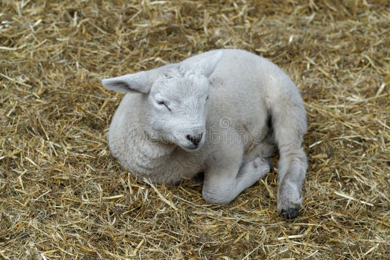 Nahaufnahme eines neugeborenen Lammes, das auf einer Weizenstroh-Einstreu ruht lizenzfreies stockfoto