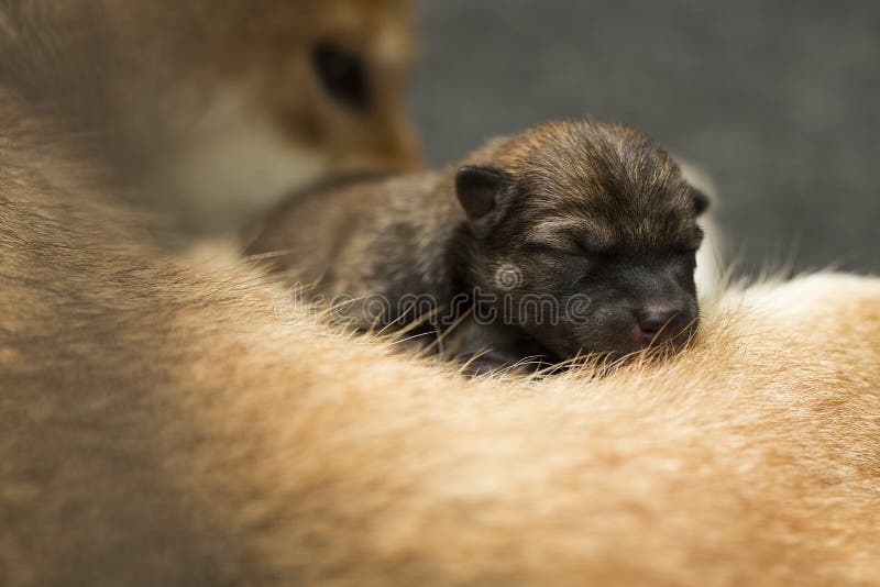 Nahaufnahme eines neugeborenen Welpen Shiba Inu Japaner Shiba Inu Hund Schönes shiba inu Welpenfarbbraun und -mutter 1 ein-Tag-al stockfotos Nahaufnahme eines neugeborenen Welpen Shiba Inu Japaner Shiba Inu Hund Schönes shiba inu Welpenfarbbraun und -mutter 1 ein-Tag-al stockfotos
