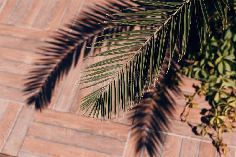 Nahaufnahme eines Palmblattes und der Schatten Sommerkonzepte Sch?ner Naturhintergrund Abstrakte Naturbeschaffenheit lizenzfreie stockbilder Nahaufnahme eines Palmblattes und der Schatten Sommerkonzepte Sch?ner Naturhintergrund Abstrakte Naturbeschaffenheit lizenzfreie stockbilder