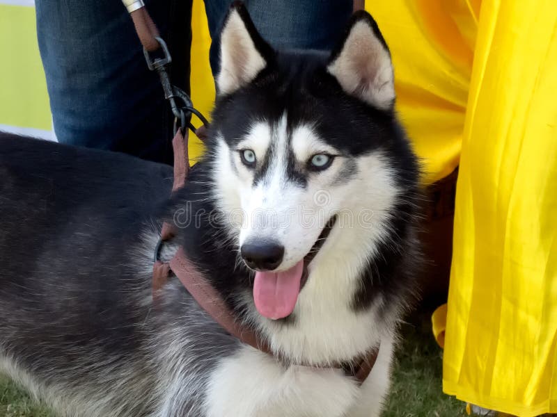 Nahaufnahme eines schönen Sibiriers Husky Dog lizenzfreie stockfotos Nahaufnahme eines schönen Sibiriers Husky Dog lizenzfreie stockfotos