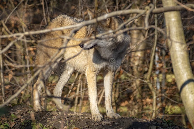 Nahaufnahme eines Wolfs in der Natur in Österreich lizenzfreie stockfotos