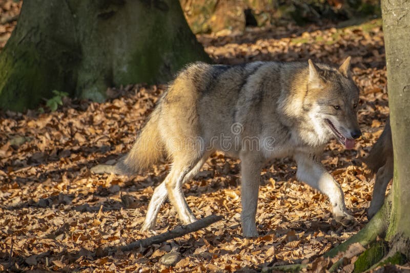 Nahaufnahme eines Wolfs in der Natur in Österreich lizenzfreie stockbilder