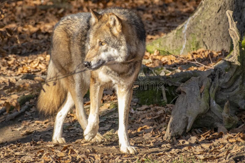 Nahaufnahme eines Wolfs in der Natur in Österreich lizenzfreie stockbilder