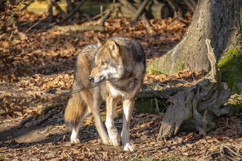 Nahaufnahme eines Wolfs in der Natur in Österreich stockfotografie