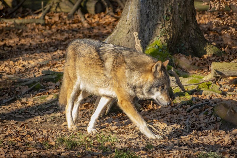 Nahaufnahme eines Wolfs in der Natur in Österreich lizenzfreies stockfoto