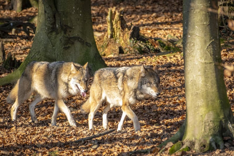 Nahaufnahme eines Wolfs in der Natur in Österreich lizenzfreies stockbild