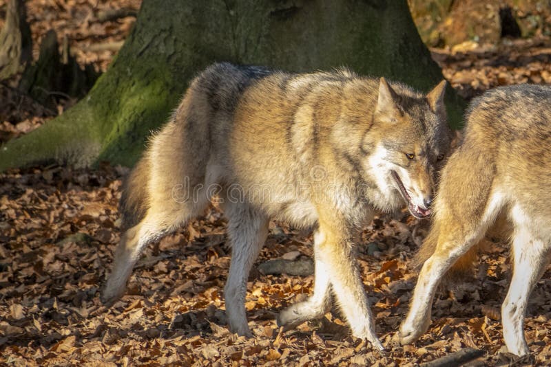 Nahaufnahme eines Wolfs in der Natur in Österreich stockfotos