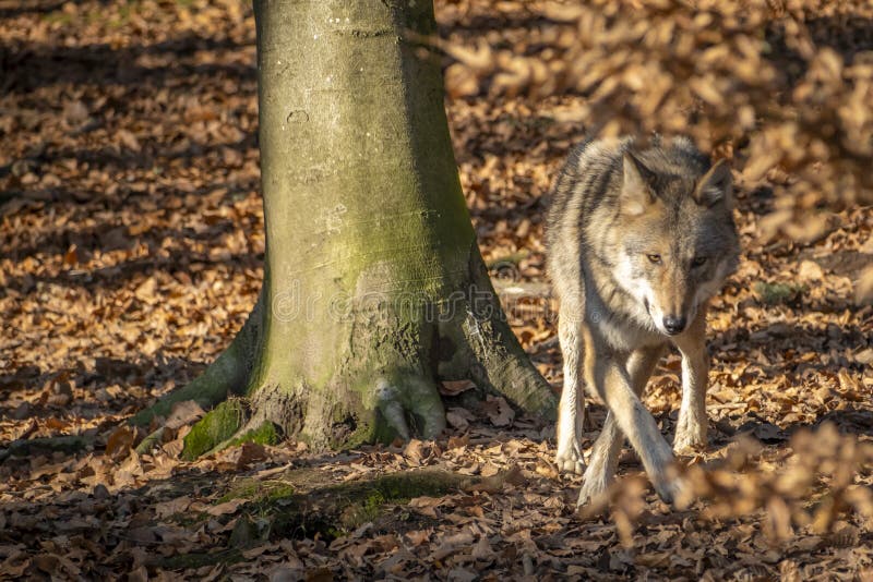 Nahaufnahme eines Wolfs in der Natur in Österreich stockfotos