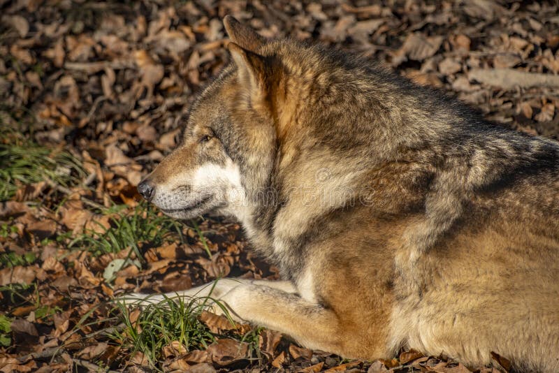 Nahaufnahme eines Wolfs in der Natur in Österreich stockbilder