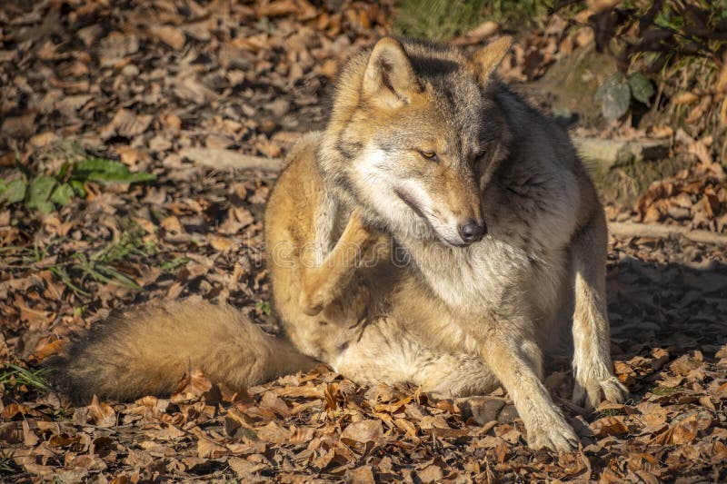 Nahaufnahme eines Wolfs in der Natur in Österreich lizenzfreies stockbild
