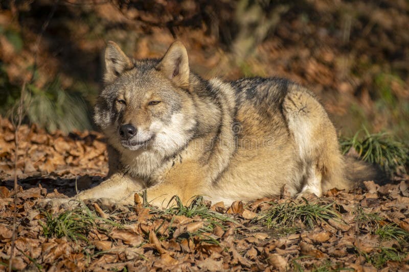 Nahaufnahme eines Wolfs in der Natur in Österreich lizenzfreie stockfotografie