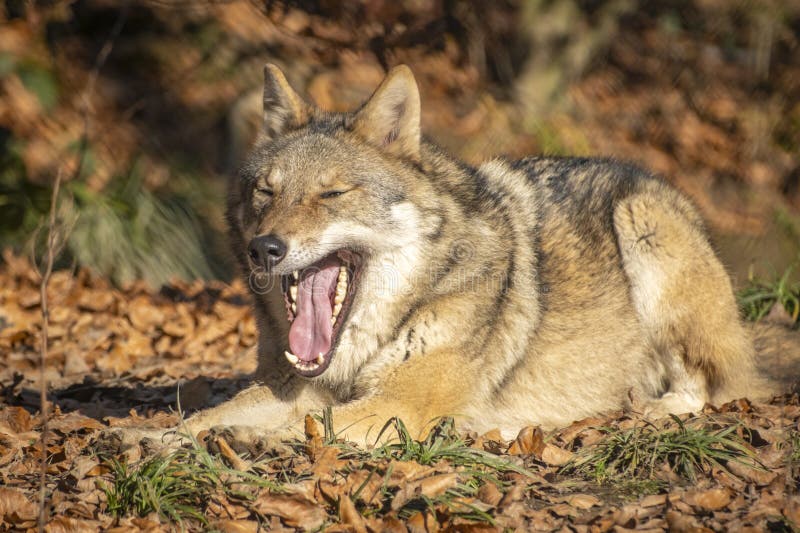 Nahaufnahme eines Wolfs in der Natur in Österreich stockbilder