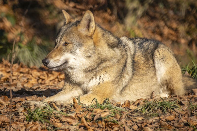 Nahaufnahme eines Wolfs in der Natur in Österreich lizenzfreie stockfotografie