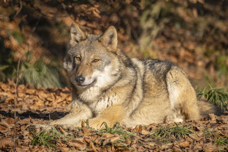Nahaufnahme eines Wolfs in der Natur in Österreich lizenzfreie stockfotografie