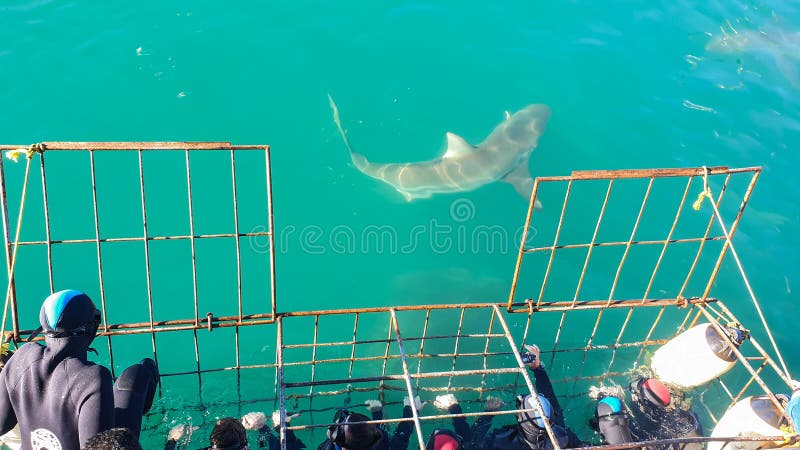 Nahaufnahme großer Haie neben Weißhais-Käfig Tauchen in Südafrika erschreckend extreme Sicht