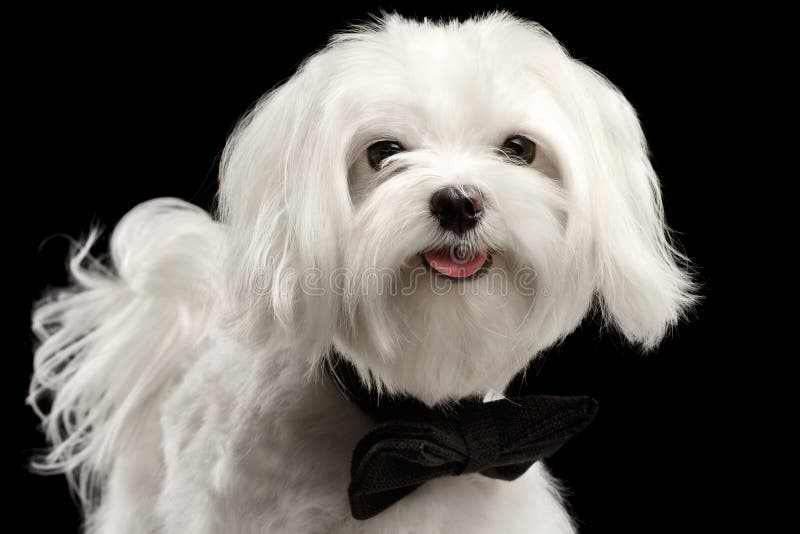 Nahaufnahme-Porträt-glücklicher weißer maltesischer Hund, der in camera lokalisiert schaut stockfoto Nahaufnahme-Porträt-glücklicher weißer maltesischer Hund, der in camera lokalisiert schaut stockfoto