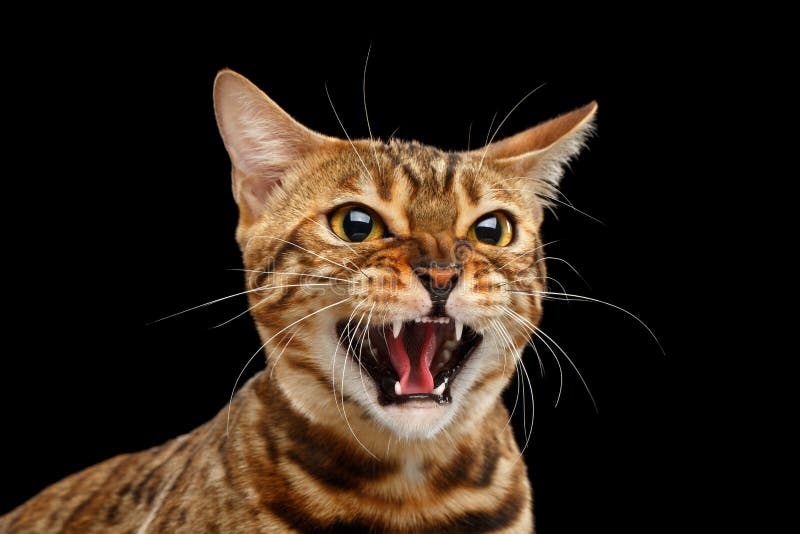 Nahaufnahme-Porträt-Zischen Bengal Cat Face auf lokalisiertem schwarzem Hintergrund stockfotografie Nahaufnahme-Porträt-Zischen Bengal Cat Face auf lokalisiertem schwarzem Hintergrund stockfotografie