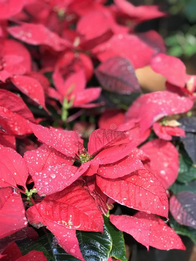 Nahaufnahme, Töpfe rote Poinsettia-Anlagen stockbild Nahaufnahme, Töpfe rote Poinsettia-Anlagen stockbild