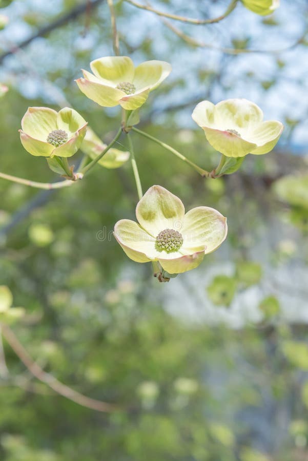 Nahaufnahme von blühenden weißen Blüten des blühenden Hartriegels im Vorfrühling stockfoto Nahaufnahme von blühenden weißen Blüten des blühenden Hartriegels im Vorfrühling stockfoto