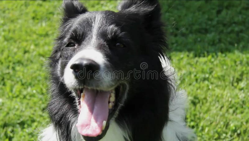 Nahaufnahme von border collie stellen aus unterschiedlichen Blickwinkeln gegenüber