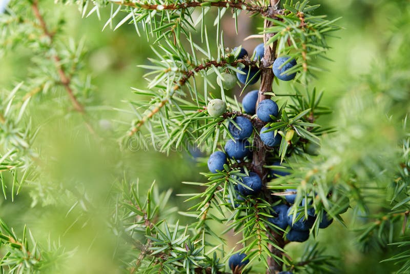 Nahaufnahme von den Wacholderbeeren, die auf Baum wachsen stockbild Nahaufnahme von den Wacholderbeeren, die auf Baum wachsen stockbild