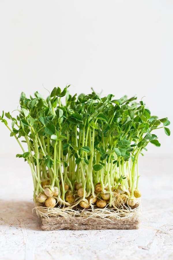 Nahaufnahme von Erbsen microgreens mit Saatgut und Wurzeln Keimfähigkeit Microgreens Samen-Keimung zu Hause Strenger Vegetarier u