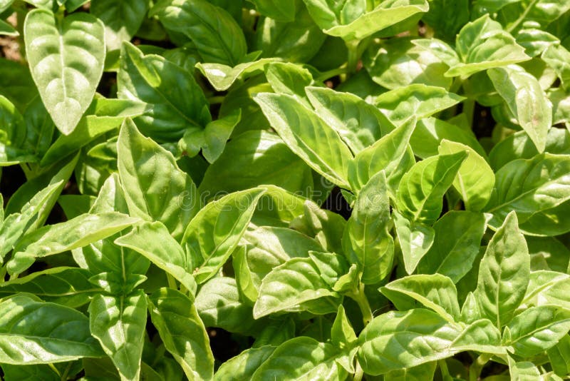 Nahaufnahme von frischem grünem Basil Leaf stockfoto Nahaufnahme von frischem grünem Basil Leaf stockfoto