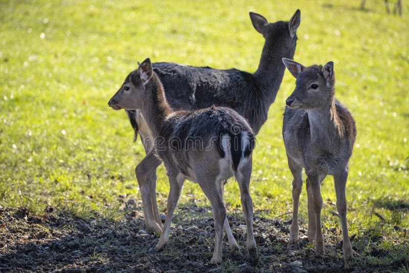 Nahaufnahme von Hirschen in der Natur in den Alpen in Österreich stockfotografie