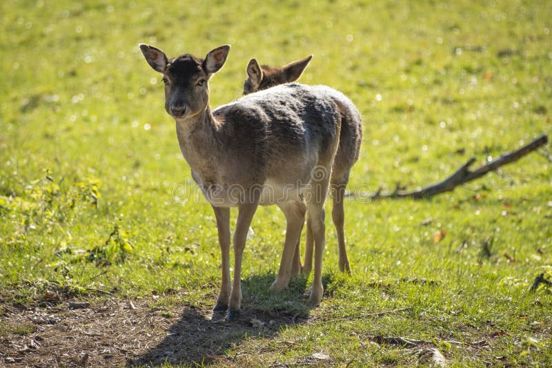 Nahaufnahme von Hirschen in der Natur in den Alpen in Österreich stockbilder