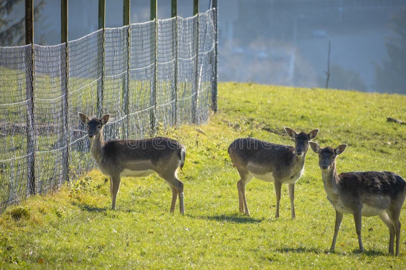Nahaufnahme von Hirschen in der Natur in den Alpen in Österreich stockfotografie