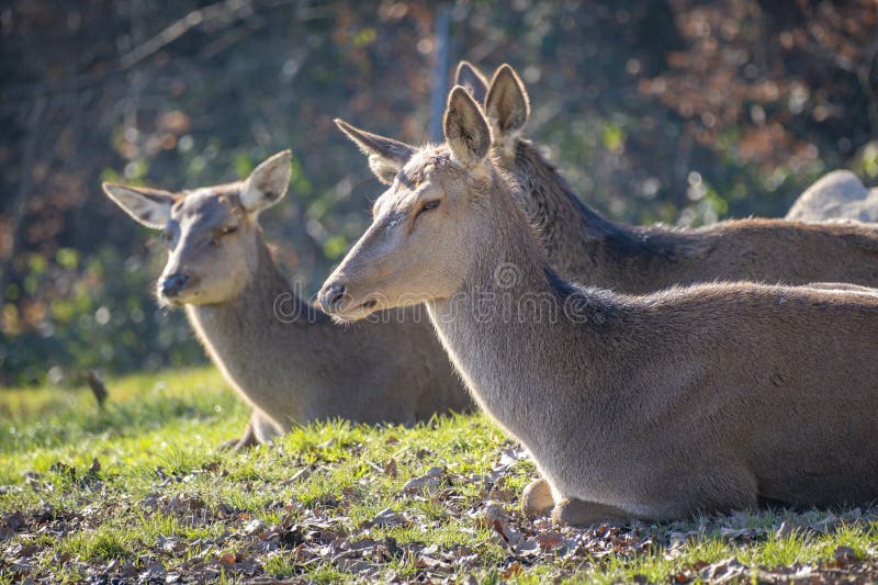 Nahaufnahme von Hirschen in der Natur in den Alpen in Österreich stockfoto