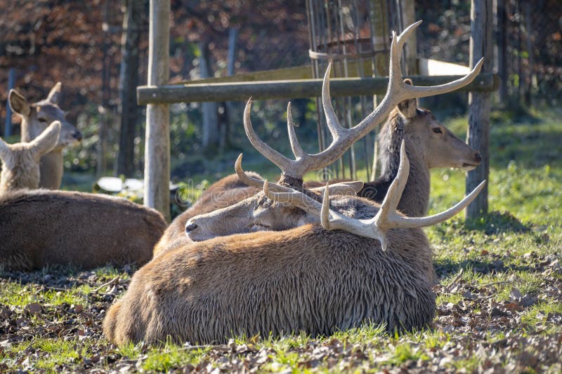 Nahaufnahme von Hirschen in der Natur in den Alpen in Österreich lizenzfreie stockfotografie