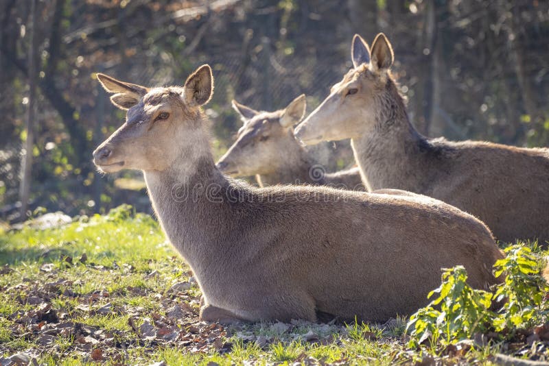 Nahaufnahme von Hirschen in der Natur in den Alpen in Österreich stockfotografie
