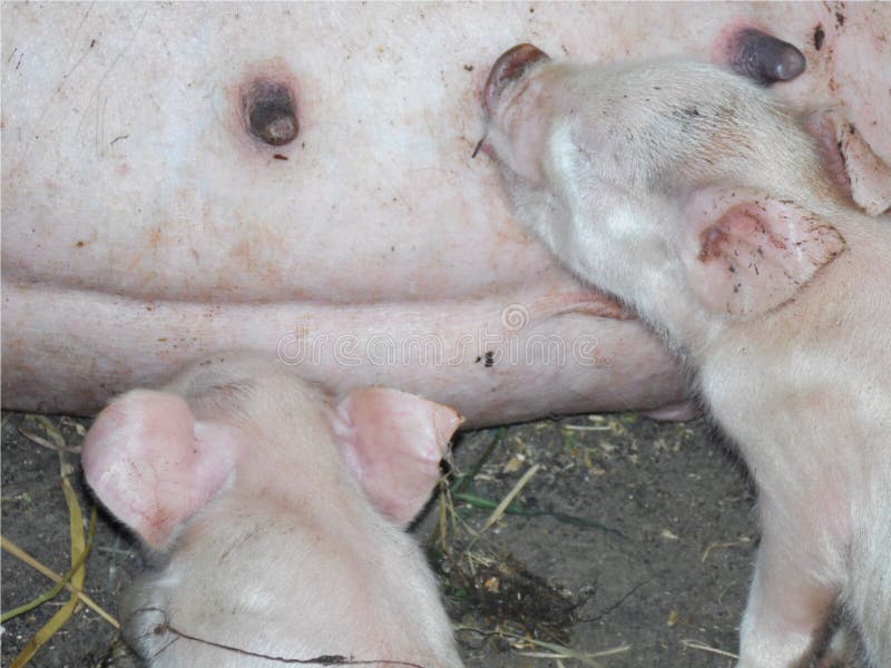 Nahaufnahme von kleinen Schweinen, die von ihrer Mutter gepflegt werden, Bauernhof stockfoto Nahaufnahme von kleinen Schweinen, die von ihrer Mutter gepflegt werden, Bauernhof stockfoto
