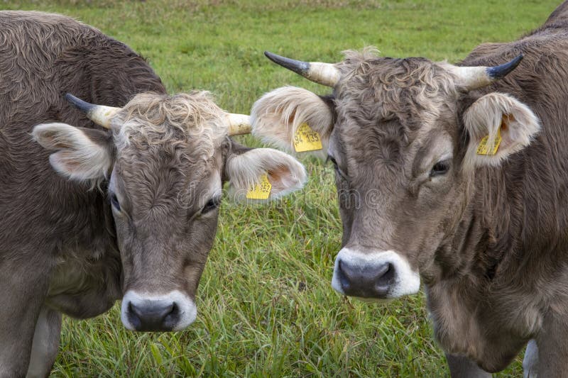 Nahaufnahme von Kühen auf einem grünen Feld in den Alpen stockbild