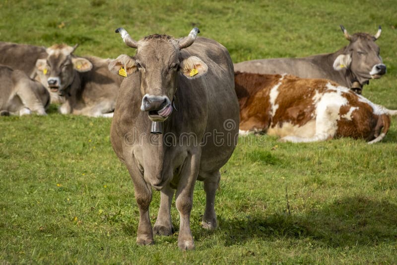 Nahaufnahme von Kühen auf einem grünen Feld in den Alpen lizenzfreies stockbild