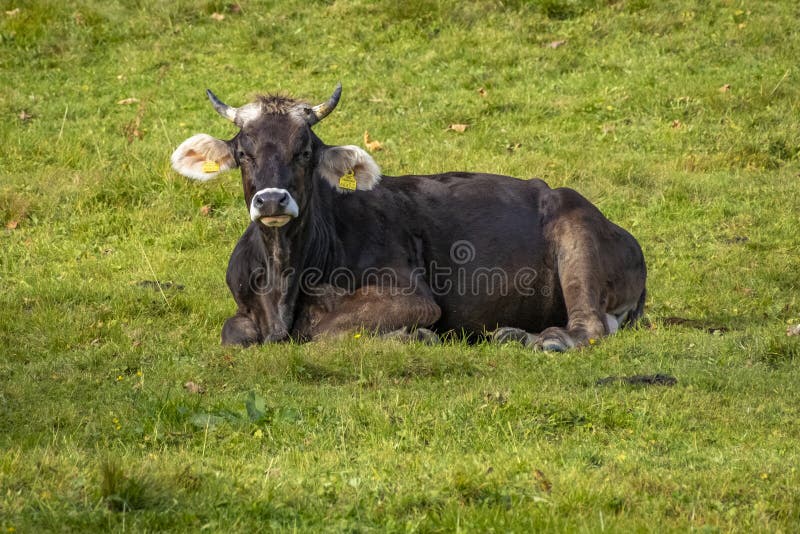 Nahaufnahme von Kühen auf einem grünen Feld in den Alpen lizenzfreie stockbilder