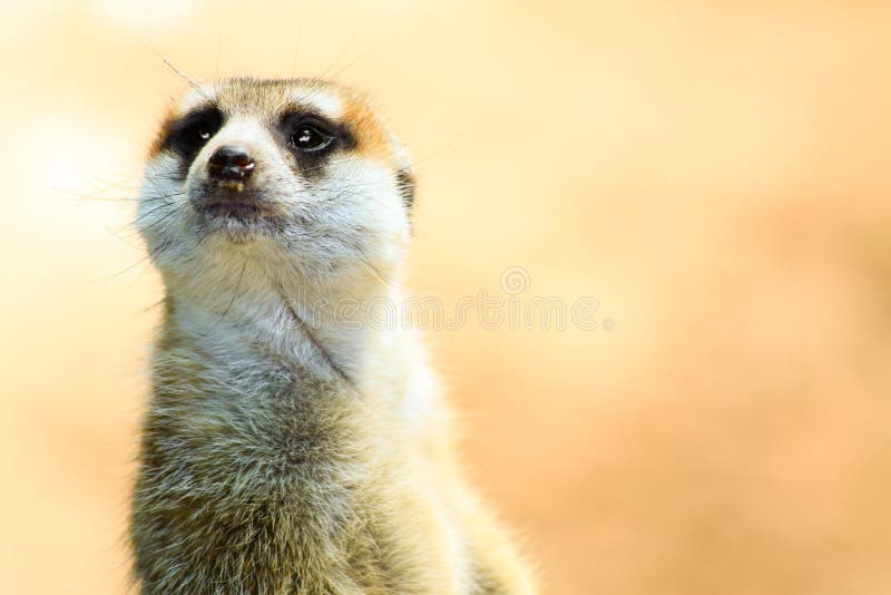 Nahaufnahme von Meerkat auf Alarm stockfotografie Nahaufnahme von Meerkat auf Alarm stockfotografie