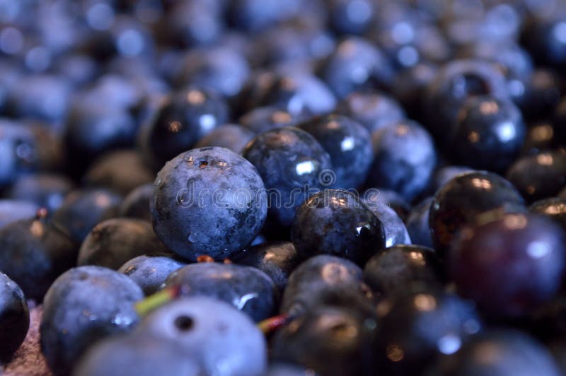 Nahaufnahme von nassen Blaubeeren stockbild Nahaufnahme von nassen Blaubeeren stockbild