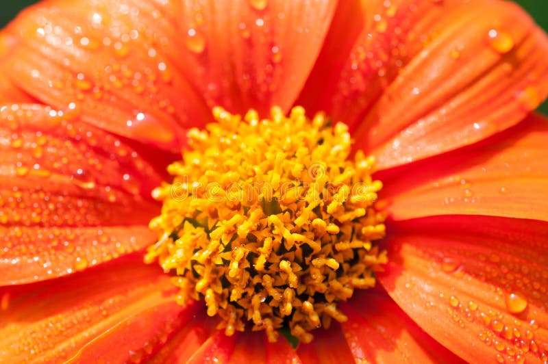 Nahaufnahme Von Orange Blumen Im Garten/in Den