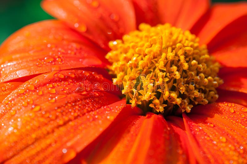 Nahaufnahme Von Orange Blumen Im Garten/in Den