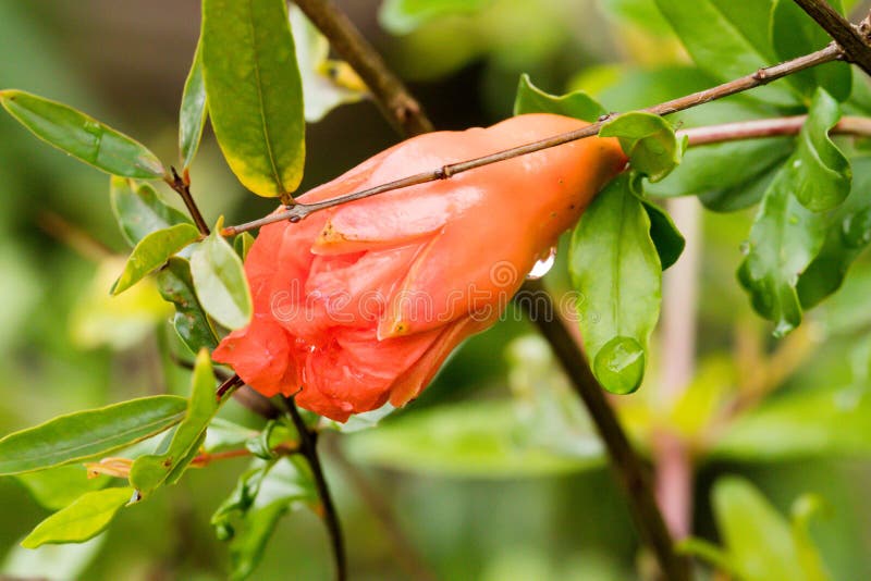 Nahaufnahme von orange Granatapfelblumen und von grünem Blatt stockfoto Nahaufnahme von orange Granatapfelblumen und von grünem Blatt stockfoto