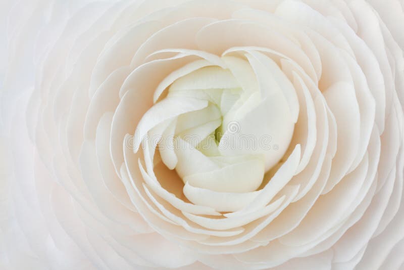 Nahaufnahme von Pfirsich Ranunculus für abstrakten Hintergrund, schöne Frühlingsblume, heiratendes Blumenmuster, Makro stockbild