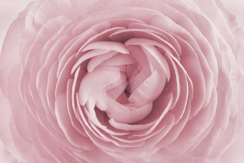 Nahaufnahme von Ranunculus für Hintergrund, schöne Frühlingsblume, Weinleseblumenmuster lizenzfreie stockfotos