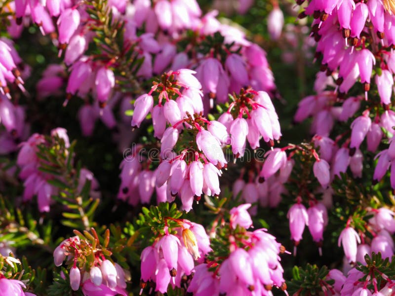 Nahaufnahme von rosa Blumen auf einer Heideanlage lizenzfreie stockfotos Nahaufnahme von rosa Blumen auf einer Heideanlage lizenzfreie stockfotos